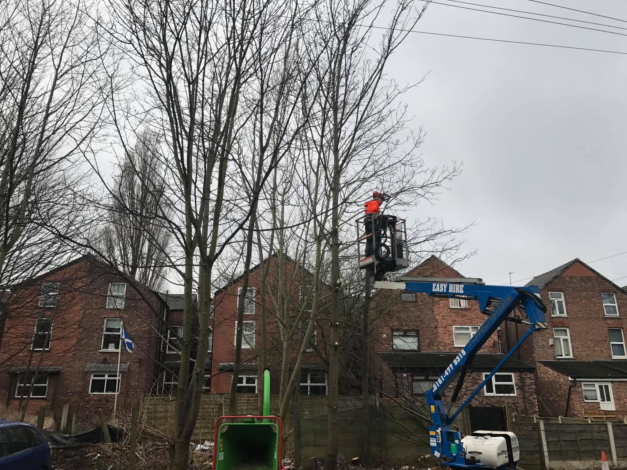 JG operative working from a cherry picker in a mature tree